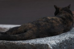 gatto-a-porta-sole-1