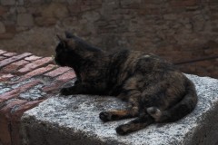 gatto-a-porta-sole-2